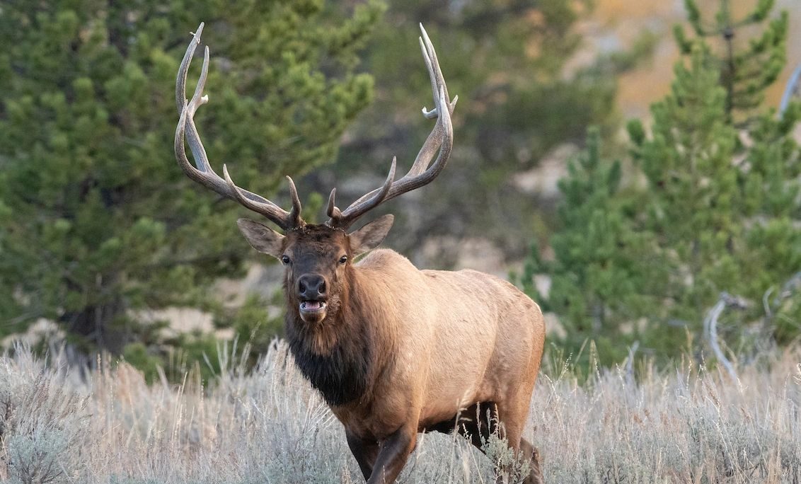 Wildlife Migration And Movement - Henrys Fork Wildlife Alliance