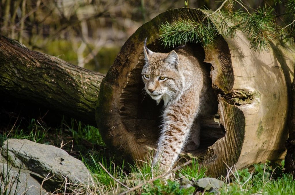 lynx walking out of tree
