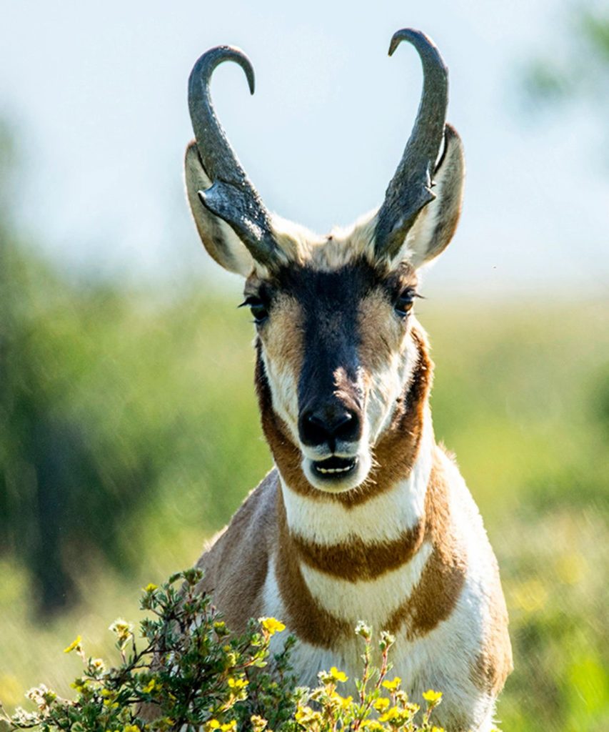pronghorn by flowers