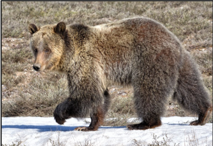 grizzly bear walking through snow