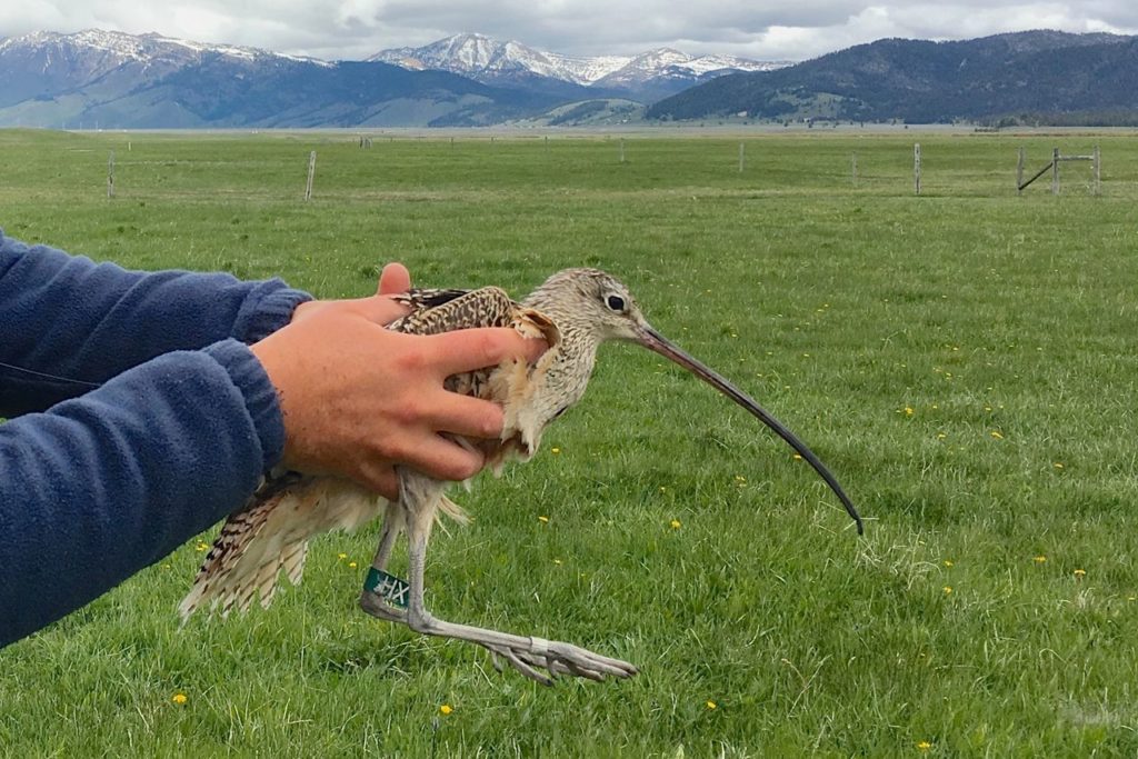 long billed curlew