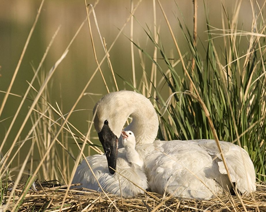 Mother and baby swan
