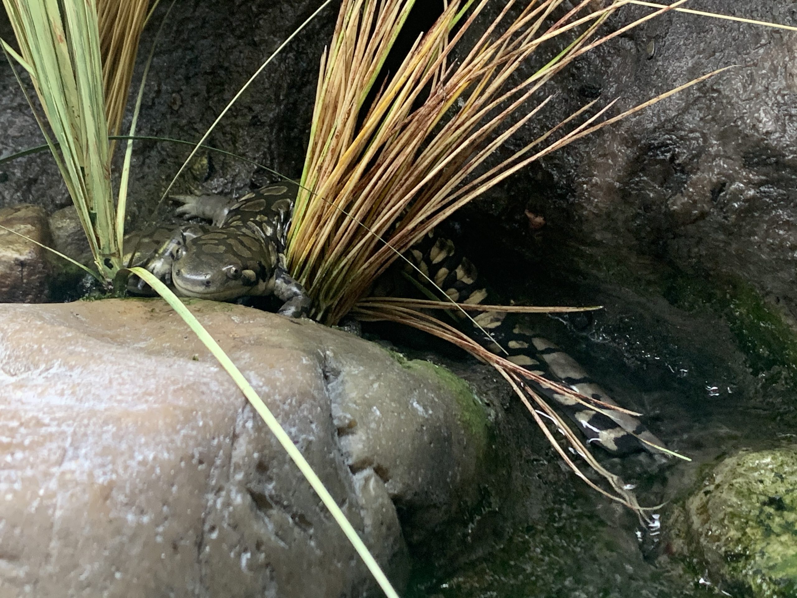 western tiger salamander behind rock