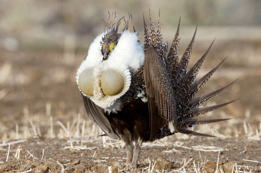 male sage grouse