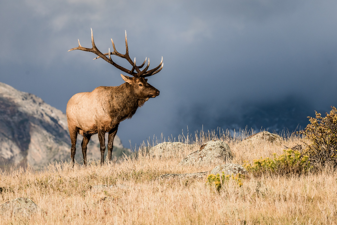Bull elk standing on ridge