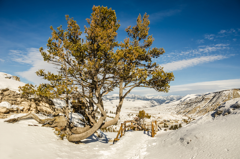 whitebark pine in snow