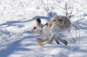 snowshoe hare running through snow