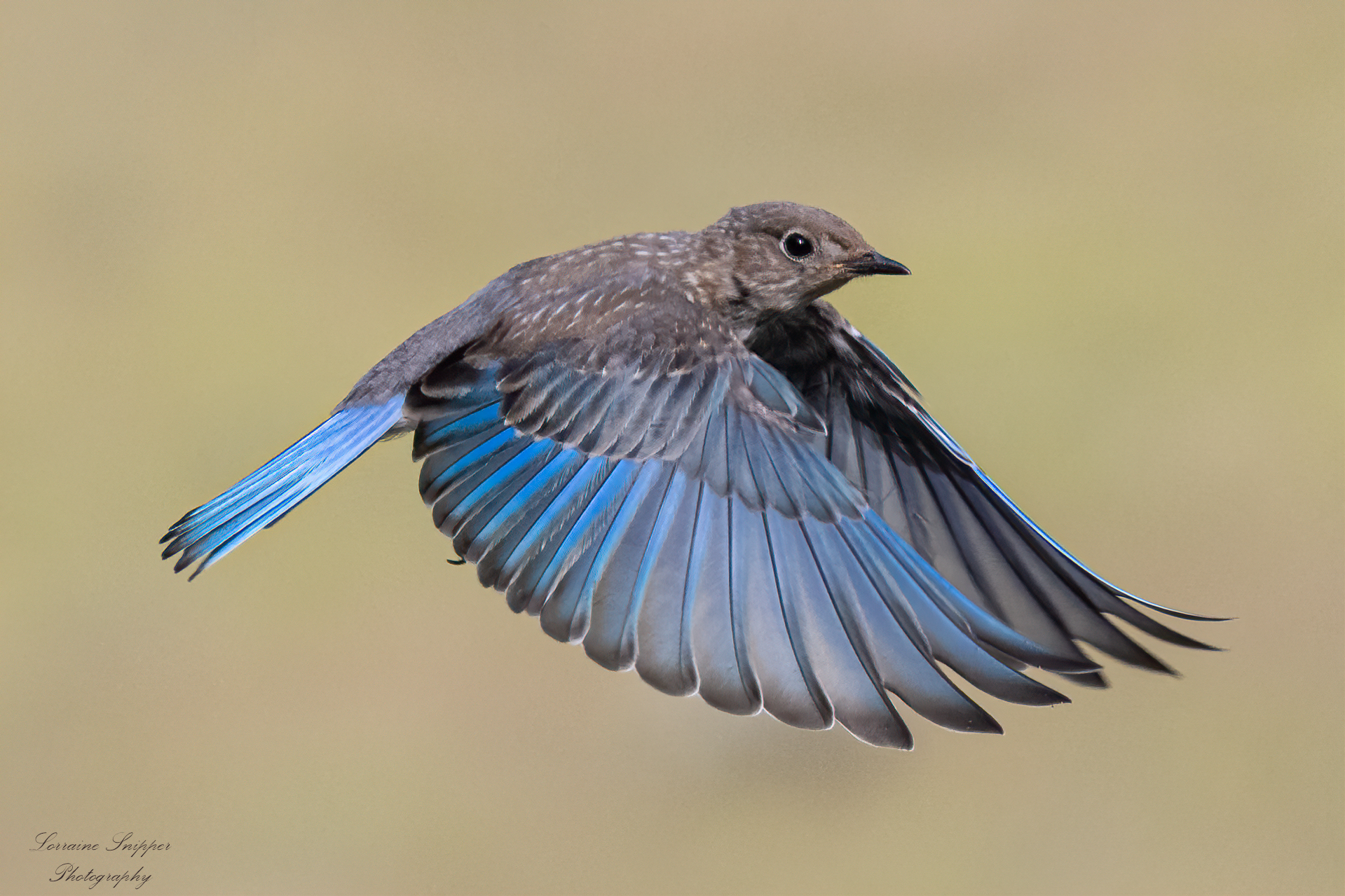 blue bird flying through air