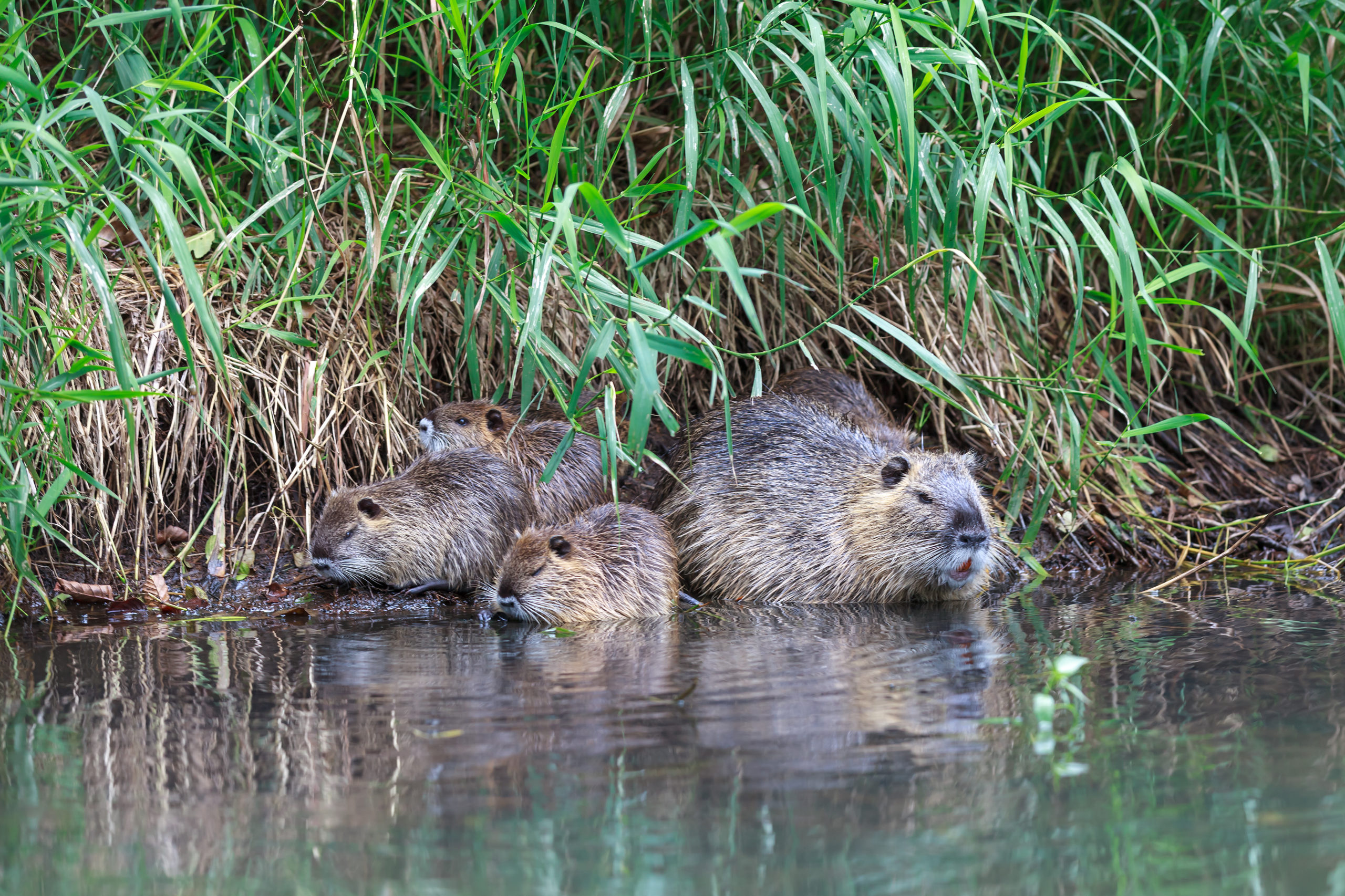 Beaver family sitting under grass in water