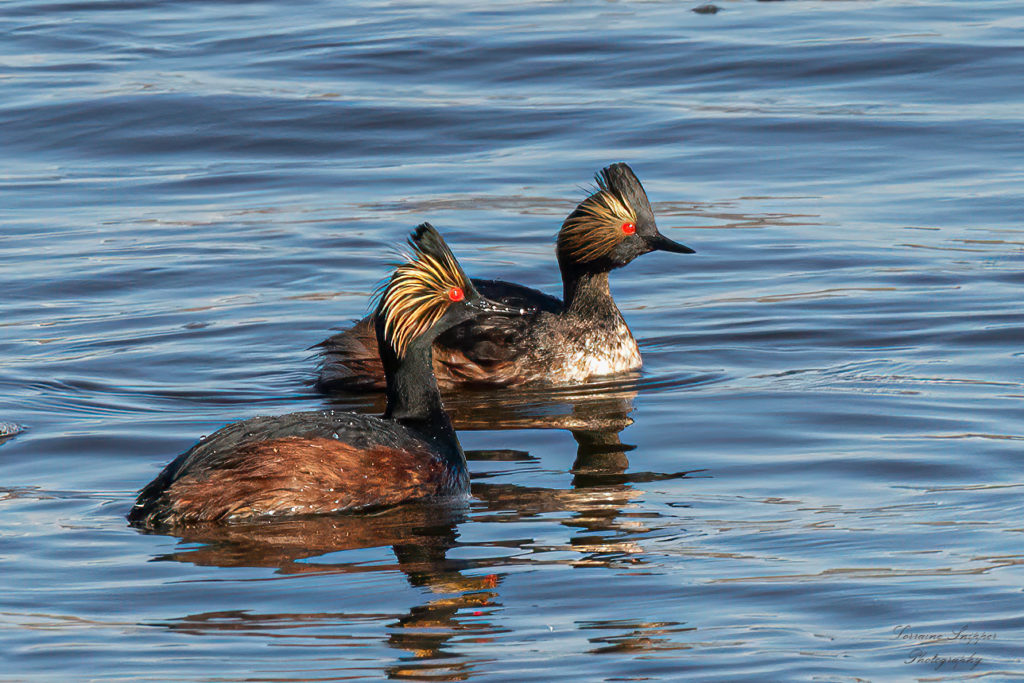 pair of birds sitting on surface on water