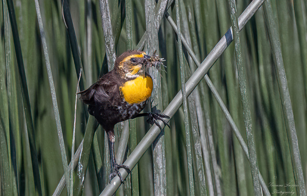 bird with twigs in its beak