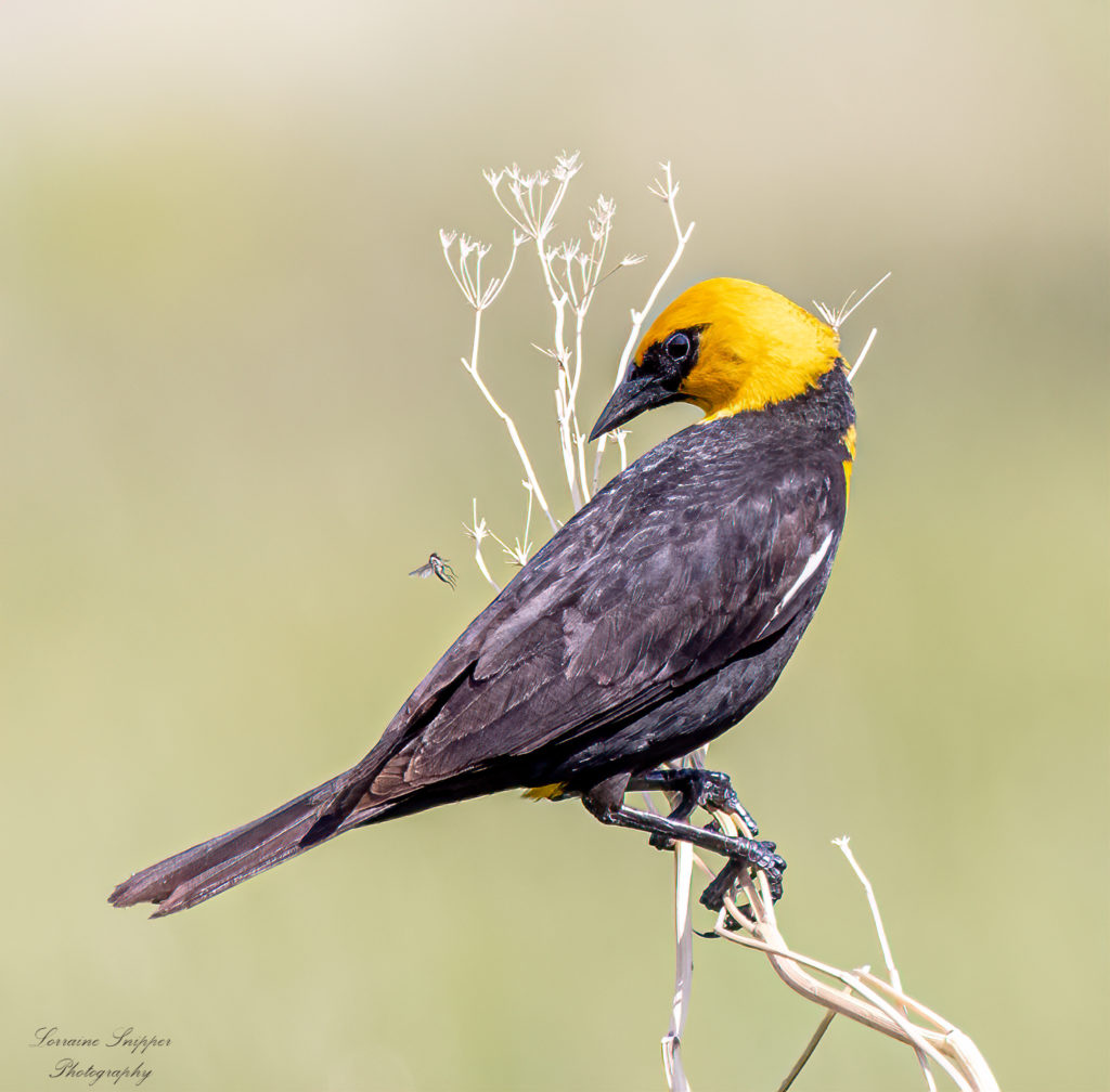 bird with yellow head standing on branch