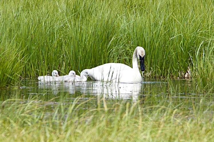 trumpeter swan with ducklings