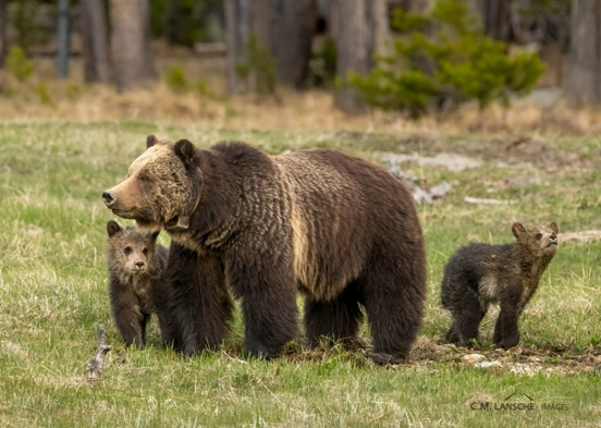 grizzly bear mama and her cubs