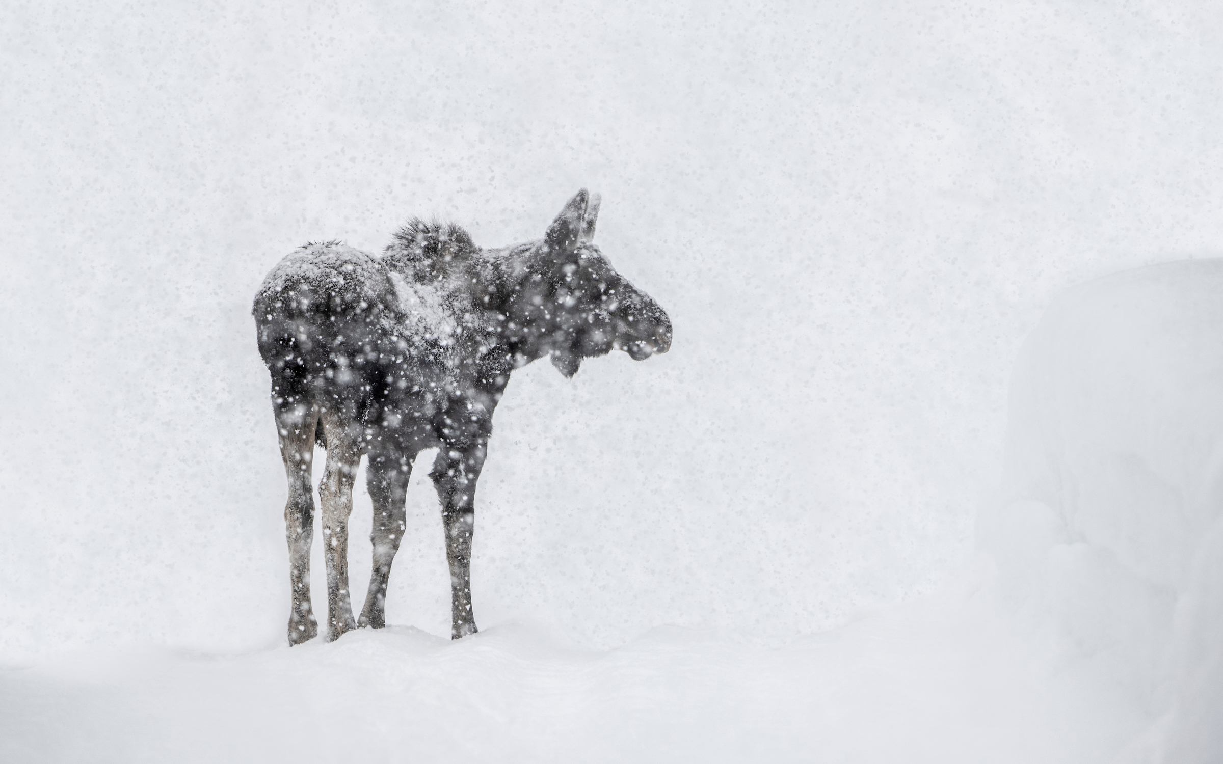 moose stands partly obscured in a snowstorm