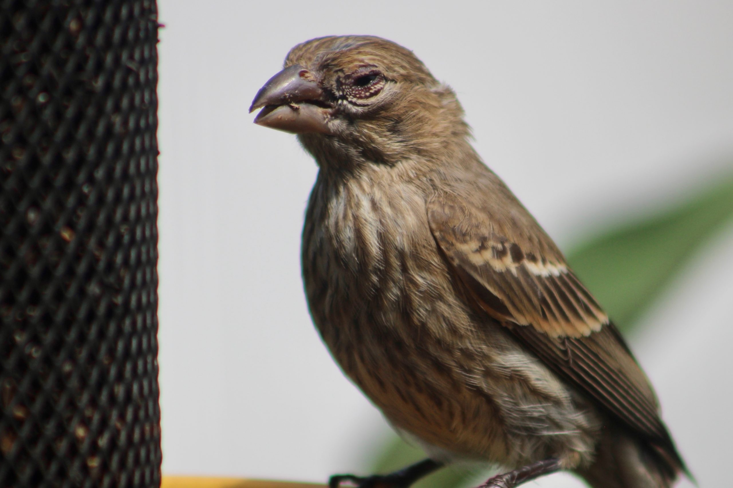 house finch sits at bird feeder with swollen eyes
