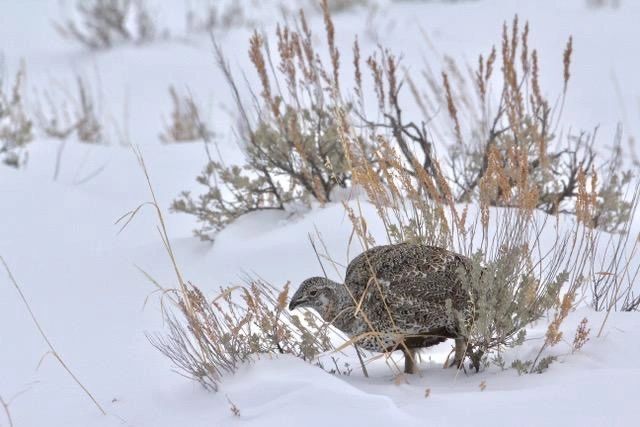 A Greater Sage-Grouse hen. Sage-grouse are important indicators of habitat distrubance threshholds for wildlife and in most of the West, as well as Wyoming which holds the best habitat left, they are in decline. The BLM has been allowing oil and gas drilling to proceed in sage-grouse habitat. Photo by Franz Camenzind.