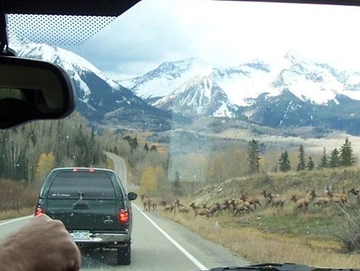 Herd of elk running in front of 2 cars on road