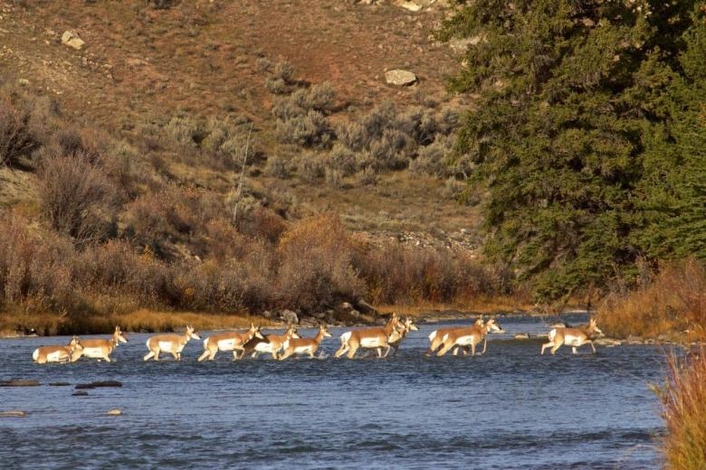 Pronghorn crossing the Gros Ventre River. Be it pronghorn, deer, elk or other migratory species, they often must find their way through a harrowing gauntlet twice a year. It can include predators, human hunters, busy highways, towns, ranches with barbed wire fences, subdivisions with dogs, avalanches, rivers at flood stage, blizzards and drought, among other things. Photo by Franz Camenzind.