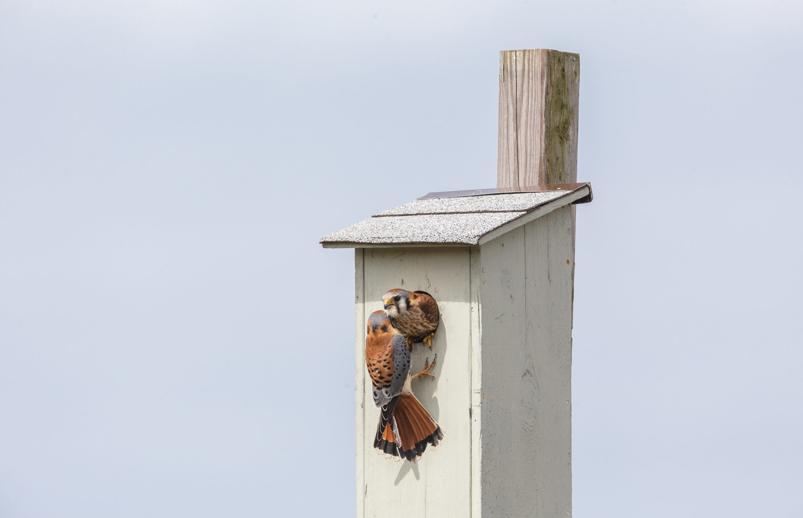 two kestrels (sparrow hawks) at the entrance of a kestrel nest box