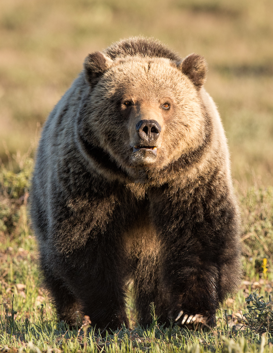 Grizzly bear approaches head-on