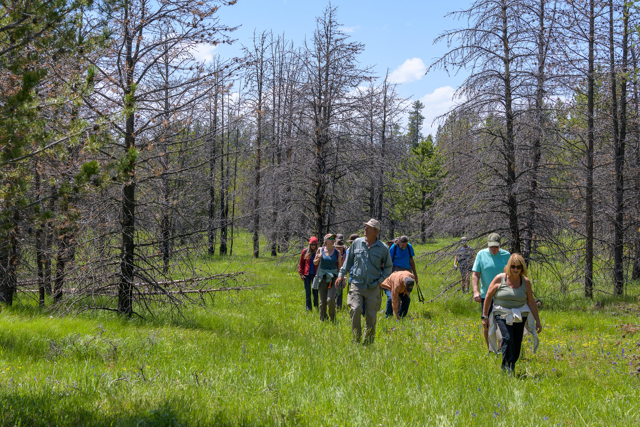 people walk through a forest looking at burned trees from a previous wildfire. Location is a fire ecology fieldtrip with forest service fire experts