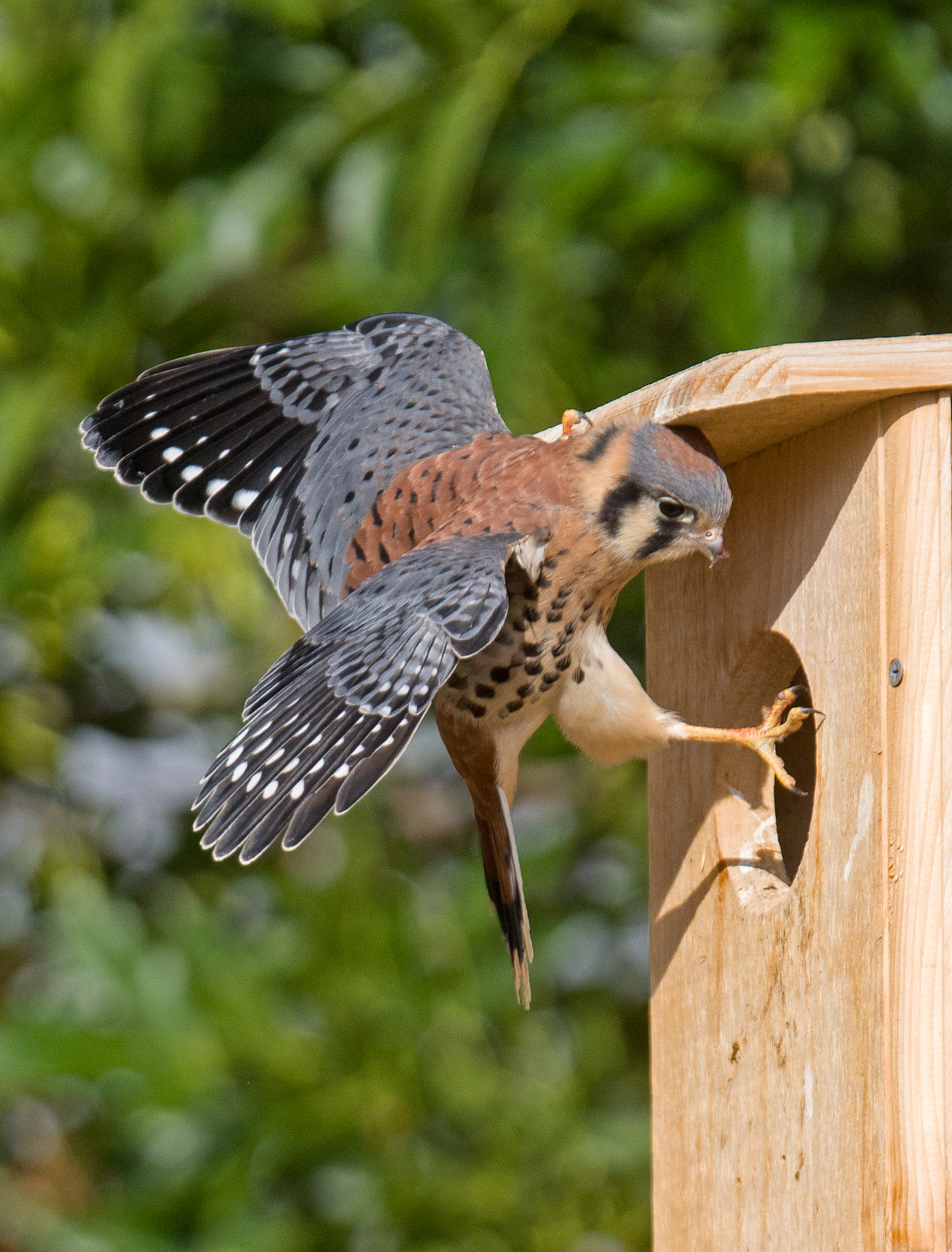 American kestrel (aka sparrow hawk) enters a nest box)
