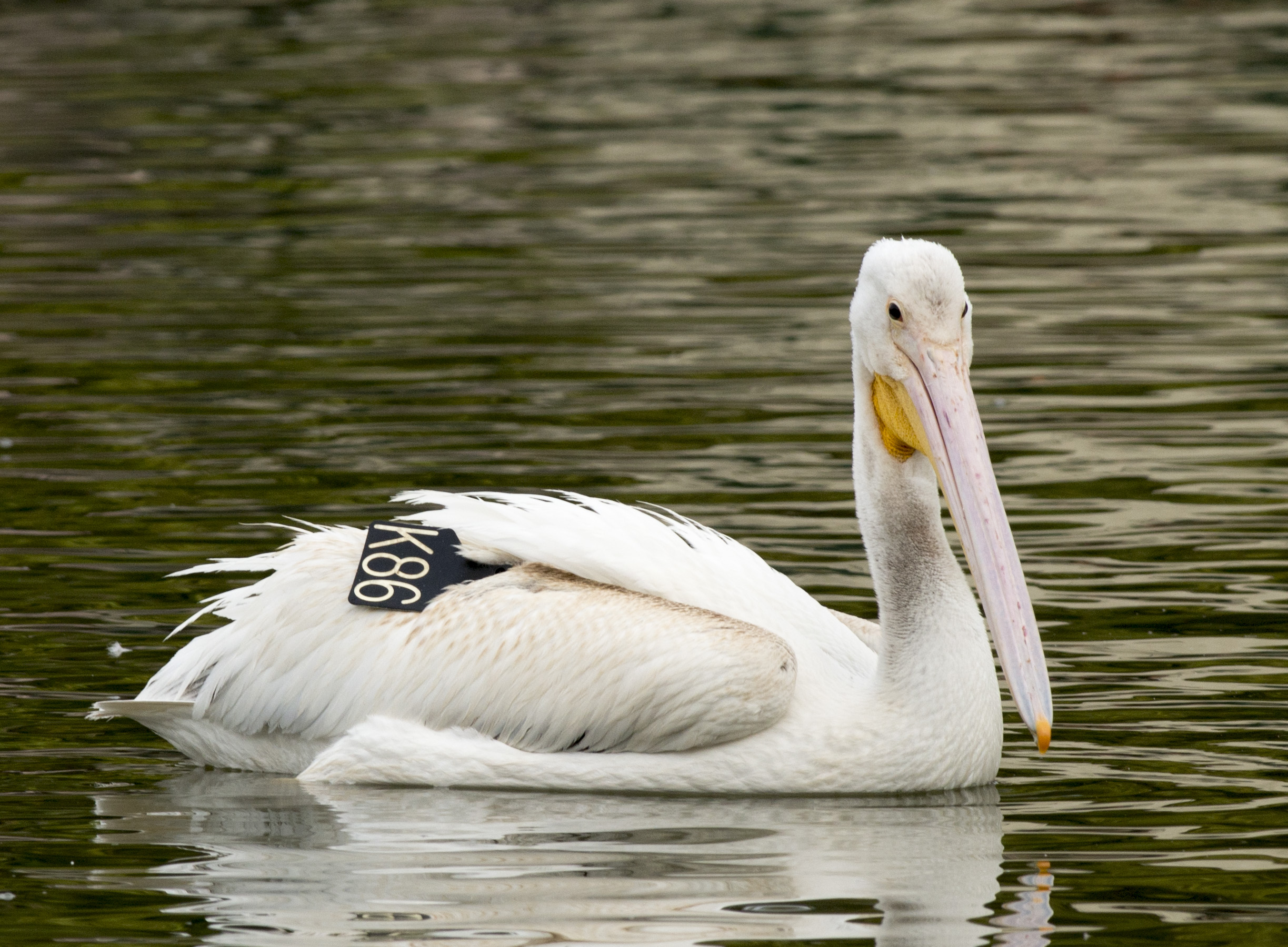 white pelican on a lake with a wing tag