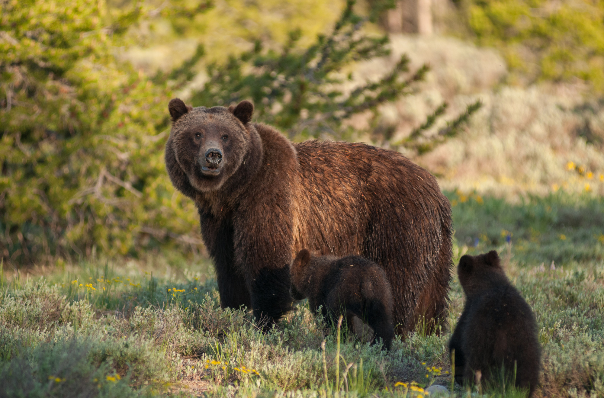 Grizzly bear with two cubs