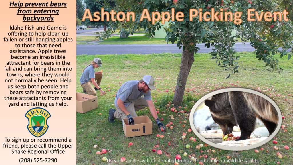 Image of IDFG technicians picking up apples. Text reads : Ashton Apple Picking Event. Help prevent bears from entering backyards. Idaho Fish and Game is offering to help clean up fallen or still hanging apples to those that need assistance. Apple trees become an irresistible attractant for bears in the fall and can bring them into towns, where they would not cormally be seen. Help us keep both people and bears safe by removing these attractants from your yard and letting us help. To sign up or recommend a friend, please call the Upper Snake Regional Office (208) 525-7290