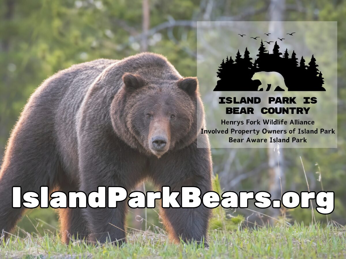 Image of grizzly bear with words "IslandParkBears.org" and caption "Island park is bear country"