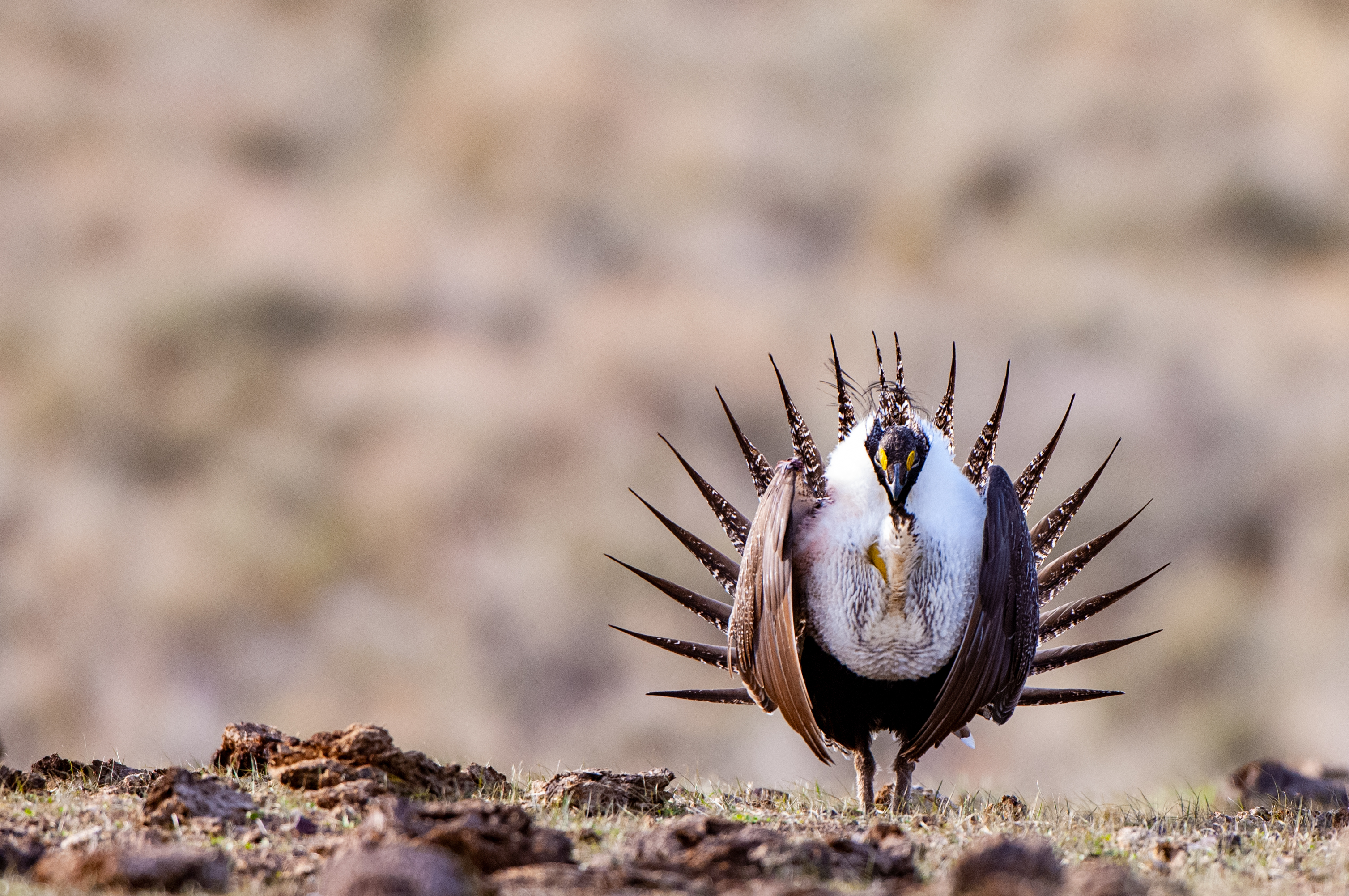 male sage-grouse early morning breeding display