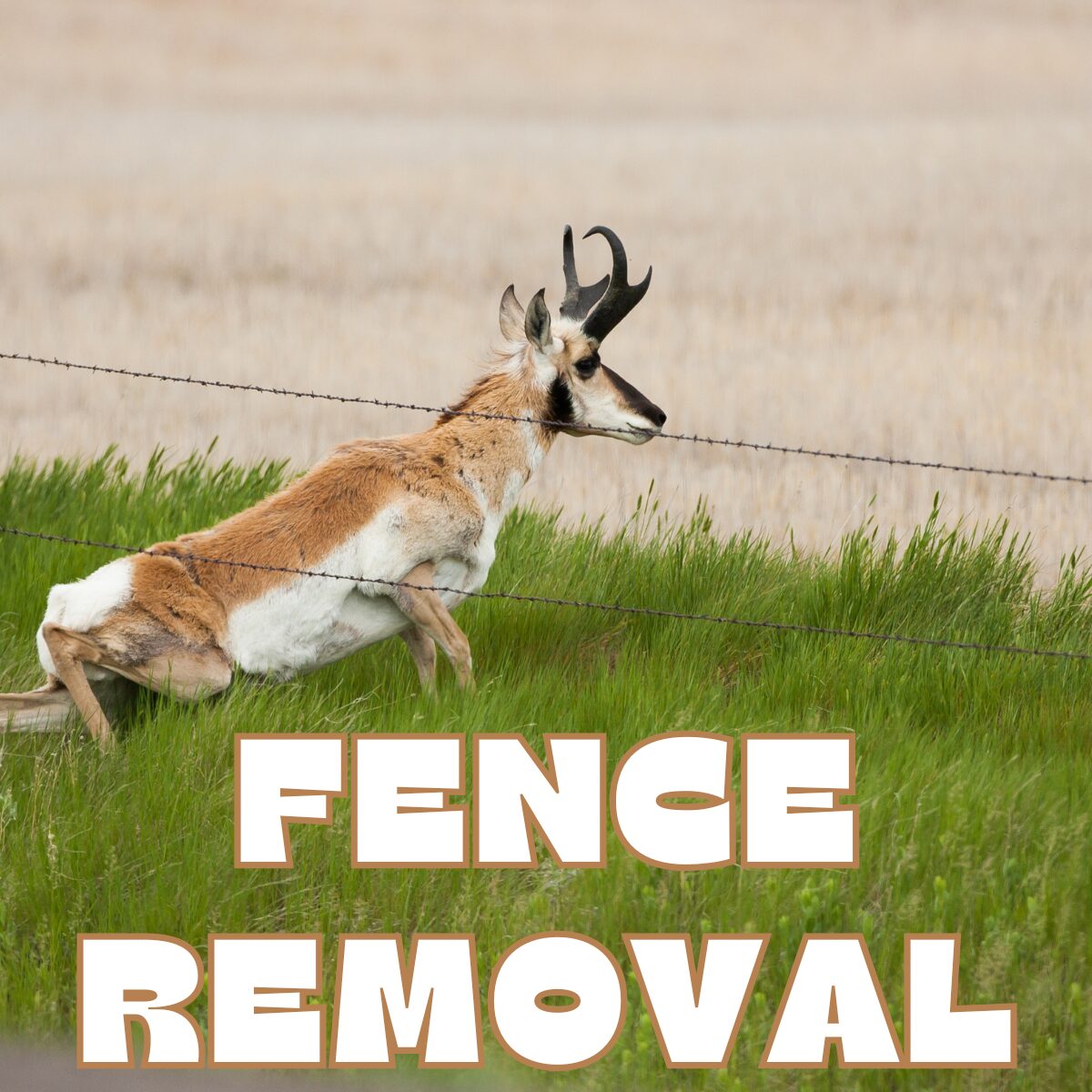 Fence Removal at Diamond P Ranch - Henrys Fork Wildlife Alliance