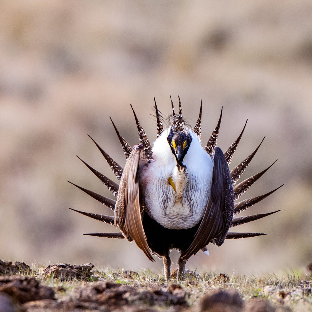 Sage-grouse lekking
