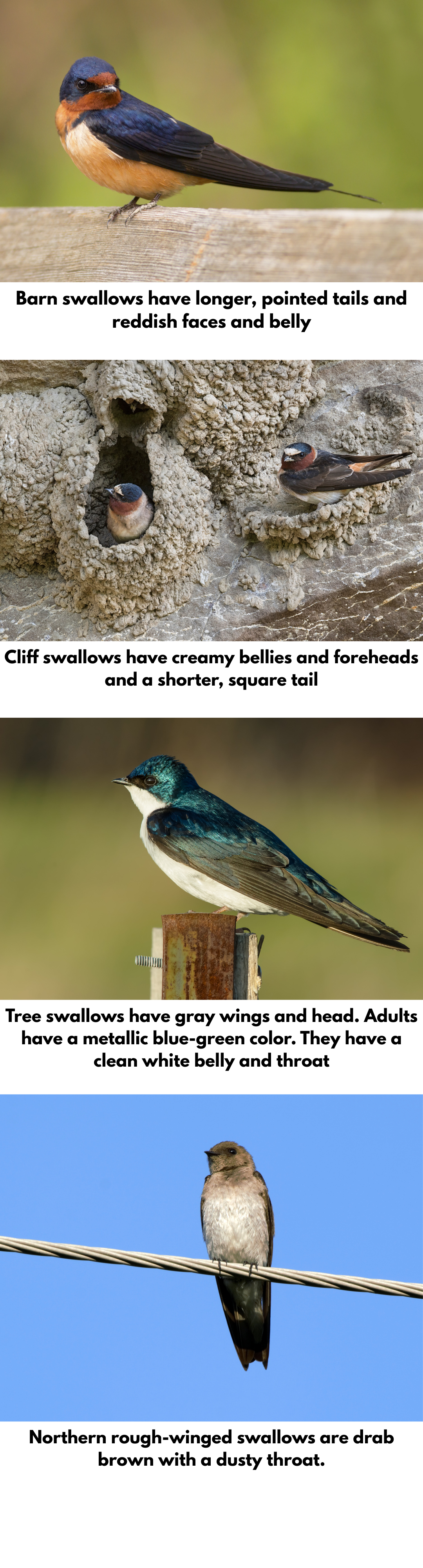 Barn swallows have longer, pointed tails and reddish faces and belly. Cliff swallows have creamy bellies and foreheads and a shorter, square tail. Tree swallows have gray wings and head. Adults have a metallic blue-green color. They have a clean white belly and throat. Northern rough-winged swallows are drab brown with a dusty throat.